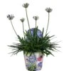 Agapanthus, In 17cm-pot 1 Agapanthus, In 17cm-pot -Plantenverzorgings Winkel agapanthus in 17cm pot 1000x1000 6247101b623b5 l