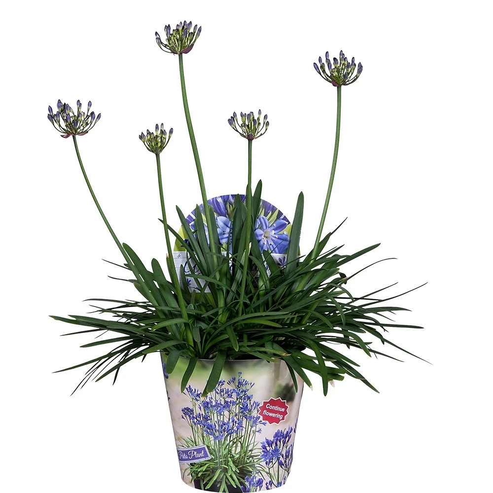 Agapanthus, in 17cm-pot Agapanthus, In 17cm-pot -Plantenverzorgings Winkel agapanthus in 17cm pot 1000x1000 6247101b623b5 l