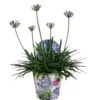Agapanthus XL, In 24cm-pot 2 Agapanthus XL, In 24cm-pot -Plantenverzorgings Winkel agapanthus xl in 24cm pot 1000x1000 645385e05b20b l