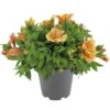 Alstroemeria, In 19cm-pot -Plantenverzorgings Winkel alstroemeria in 19cm pot 1000x1000 625ecc05d4f2e l