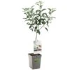 Appelboom (Malus Dom. Elstar Patio), In Pot -Plantenverzorgings Winkel appel malus dom elstar patio 1116x1116 623c76e1b09bb l