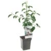 Appelboom (Malus Dom. Jonagold Patio), In Pot -Plantenverzorgings Winkel appel malus dom jonagold patio 1272x1272 623c76e329b03 l