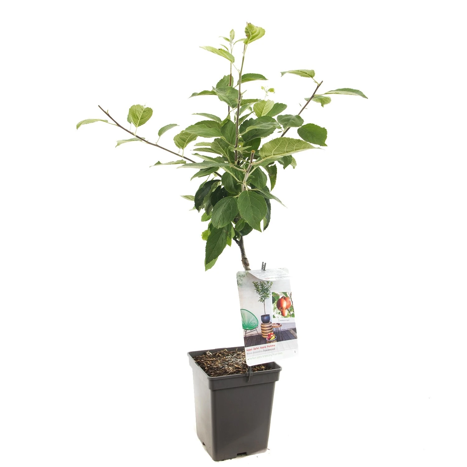 Appelboom (Malus dom. Summerred Patio), in pot Appelboom (Malus Dom. Summerred Patio), In Pot -Plantenverzorgings Winkel appel malus dom summerred patio 1500x1500 623c76e48645e l