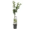Appelboom Wonder Tree Elstar 1 Appelboom Wonder Tree Elstar -Plantenverzorgings Winkel appelboom wonder tree elstar 1500x1500 624ecd213249e l