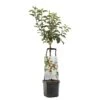 Appelboom Wonder Tree Santana -Plantenverzorgings Winkel appelboom wonder tree santana 1500x1500 624ece981098b l
