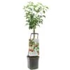 Appelboom Wonder Tree Topaz 1 Appelboom Wonder Tree Topaz -Plantenverzorgings Winkel appelboom wonder tree topaz 1500x1500 624ed209e86d2 l