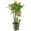 Bessenstruik Kwartet (Ribes Quatro-bes - Draagbeugel), In Pot -Plantenverzorgings Winkel bessen ribes quatro bes draagbeugel 1378x1378 623c768fd00a0 l