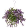 Campanula Addenda, In 27cm-hangpot -Plantenverzorgings Winkel campanula addenda in 27cm hangpot 1000x1000 625ecc0a4bfff l