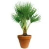 Chamaerops Palm 90cm Hoog, In 24cm-pot 2 Chamaerops Palm 90cm Hoog, In 24cm-pot -Plantenverzorgings Winkel chamaerops palm 90cm hoog in 24cm pot 1000x1000 625410ac5d8c3 l