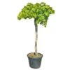 Druivenboom, In 45 Liter-pot 1 Druivenboom, In 45 Liter-pot -Plantenverzorgings Winkel druivenboom in 45 liter pot 1000x1000 625410af02b97 l