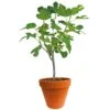Ficus Carica 150-170 Hoog, In 27cm-pot -Plantenverzorgings Winkel ficus carica 150 170 hoog in 27cm pot 1000x1000 625410af61732 l