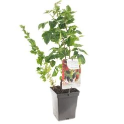 Fruit Kwartet (Ribes / Rubus Fruit Kwartet - Draag), In Pot