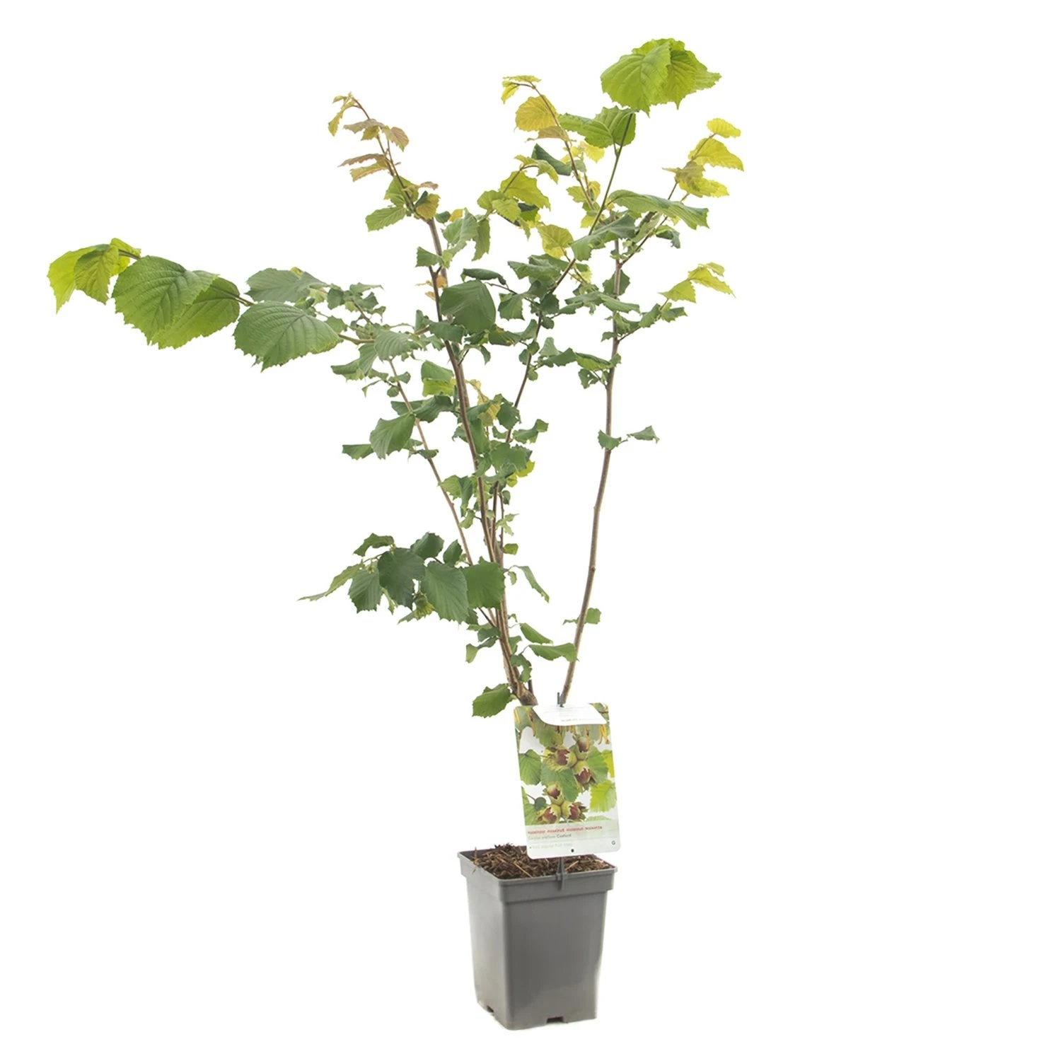 Hazelnotenboom (Corylus avellana Cosford), in pot Hazelnotenboom (Corylus Avellana Cosford), In Pot -Plantenverzorgings Winkel hazelnoot corylus avellana cosford 1500x1500 623c76865593c l