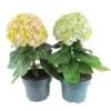 Hortensia Avantgarde, In 23cm-pot -Plantenverzorgings Winkel hortensia avantgarde in 23cm pot 1000x1000 641d698b8e43f l