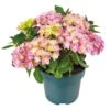 Hortensia Double Dutch, In 23cm-pot -Plantenverzorgings Winkel hortensia double dutch in 23cm pot 1000x1000 641d68c0ec818 l