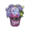 Hortensia Forever&Ever, In 23cm-pot 1 Hortensia Forever&Ever, In 23cm-pot -Plantenverzorgings Winkel hortensia forever ever in 23cm pot 1000x1000 6427f57c35193 l