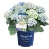 Hortensia Magical, In 23cm-pot -Plantenverzorgings Winkel hortensia magical in 23cm pot 1000x1000 641d69dbe002f l