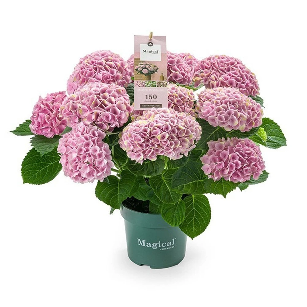 Hydrangea Magical 'voor binnen' Hydrangea Magical 'voor Binnen' -Plantenverzorgings Winkel hydrangea magical voor binnen 1000x1000 625410a69f7a3 l