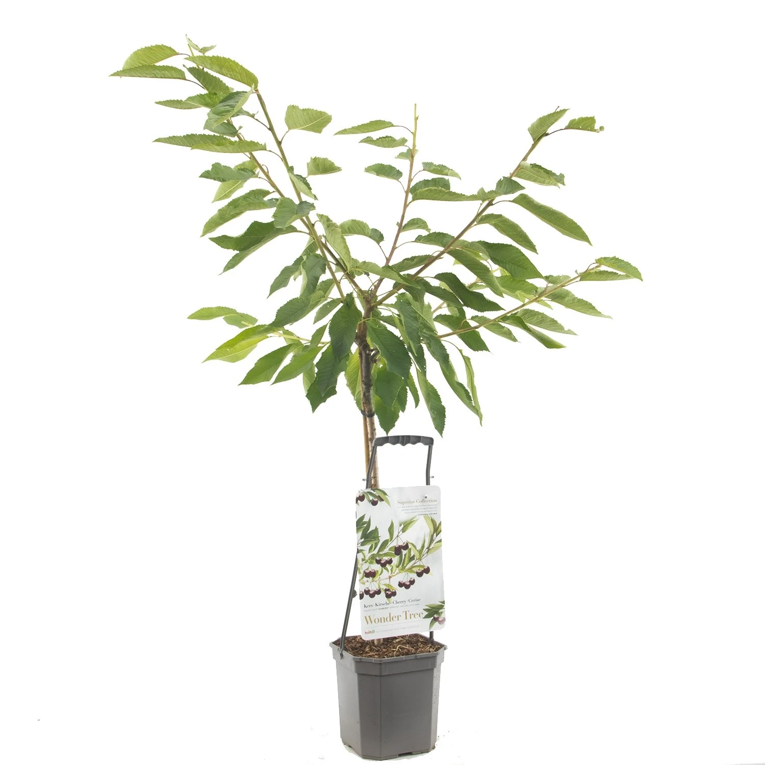 Kersenboom (Prunus avium Sunburst laagstam), in pot Kersenboom (Prunus Avium Sunburst Laagstam), In Pot -Plantenverzorgings Winkel kers prunus avium sunburst laagstam 1500x1500 623c76845c3a1 l