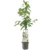 Kersenboom Wonder Tree Regina 2 Kersenboom Wonder Tree Regina -Plantenverzorgings Winkel kersenboom wonder tree regina 1500x1500 624eccfe76720 l