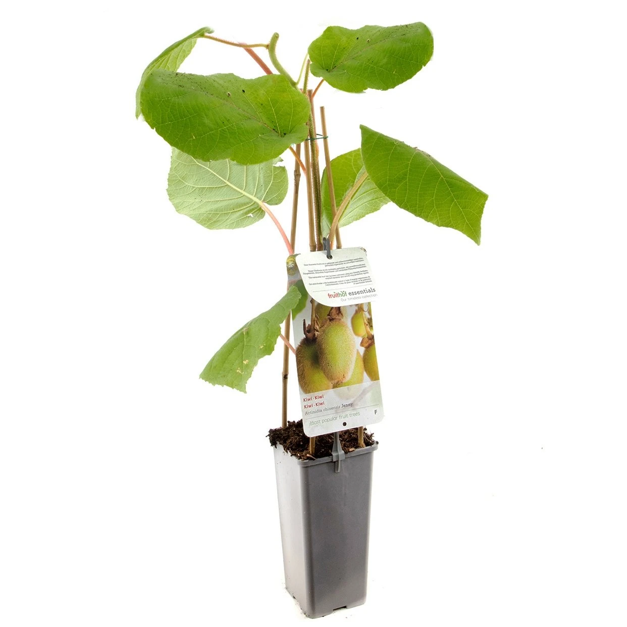 Kiwistruik (Actinidia ch. Jenny), in pot Kiwistruik (Actinidia Ch. Jenny), In Pot -Plantenverzorgings Winkel kiwi actinidia ch jenny 1242x1242 623c76d7e0b6a l