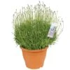 Lavendel -Plantenverzorgings Winkel lavendel 1000x1000 649ea042de58b l
