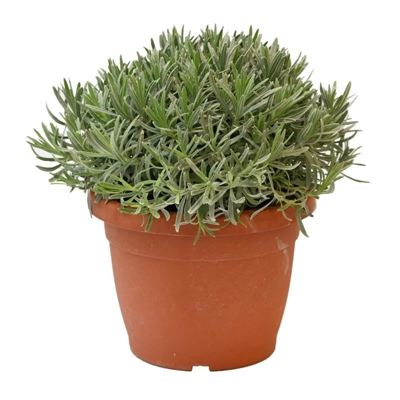 Lavendel, in 25cm-pot Lavendel, In 25cm-pot -Plantenverzorgings Winkel lavendel in 25cm pot 800x800 6229b6c0b0899 l