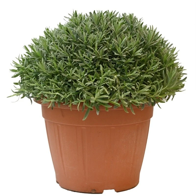 Lavendel, in 35cm-pot Lavendel, In 35cm-pot -Plantenverzorgings Winkel lavendel in 35cm pot 800x800 6229b6c16a796 l
