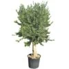 Olijfboom Groot, 30cm Stamomtrek -Plantenverzorgings Winkel olijfboom groot 30cm stamomtrek 1000x1000 62568eda34493 l