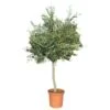 Olijfboom Medium, 14-16 Cm Stamomtrek -Plantenverzorgings Winkel olijfboom medium 14 16 cm stamomtrek 1000x1000 62568efac1b7b l