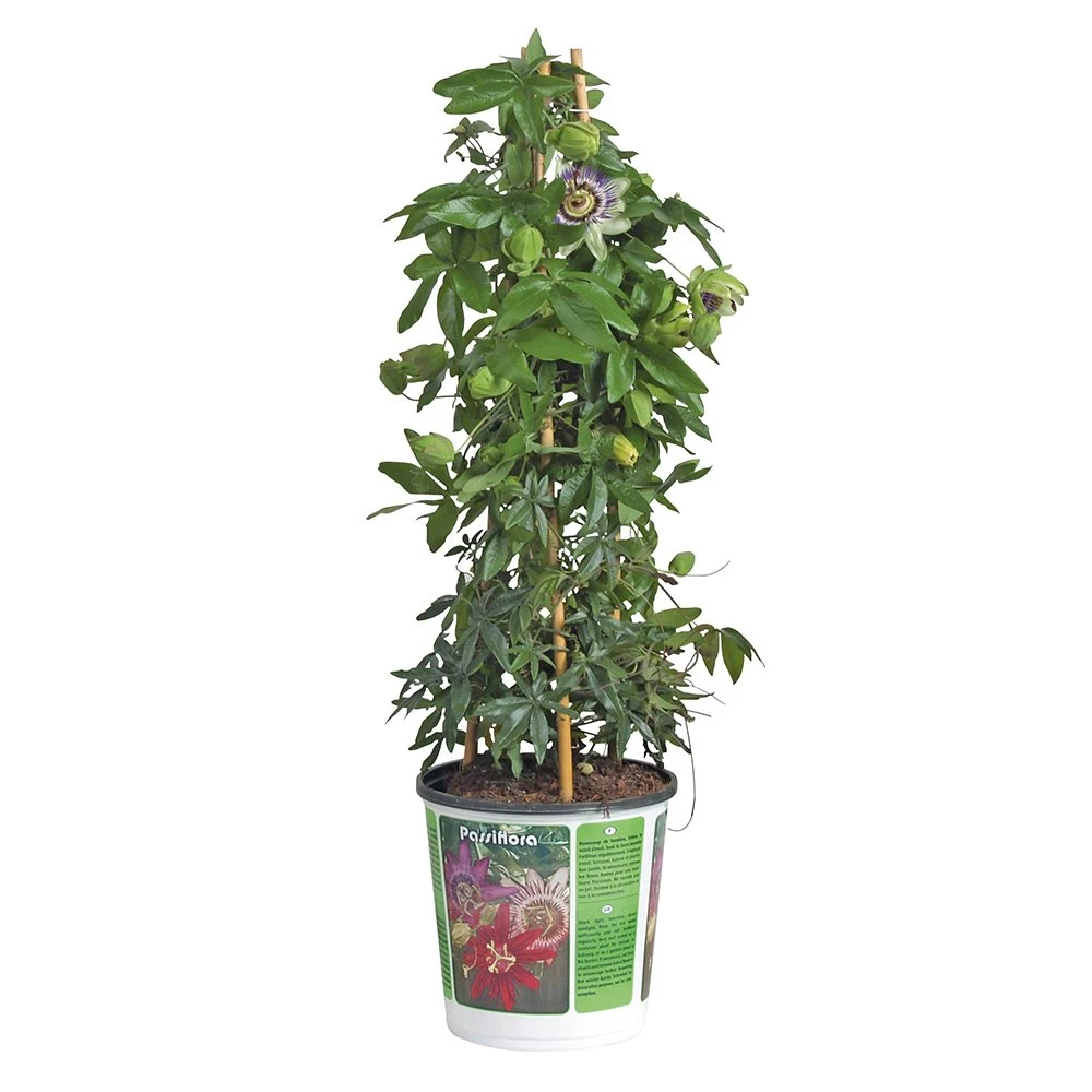 Passiflora, in 19cm-pot Passiflora, In 19cm-pot -Plantenverzorgings Winkel passiflora in 19cm pot 1000x1000 645385e17d30b l