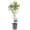 Perenboom (Pyrus Comm. Bonne Louise Patio), In Pot -Plantenverzorgings Winkel peer pyrus comm bonne louise patio 1324x1324 623c76eac65d6 l