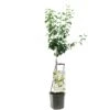 Perenboom (Pyrus Comm. Doyenné Du Comice Laag), In Pot -Plantenverzorgings Winkel peer pyrus comm doyenne du comice laag 1500x1500 623c767bf3b48 l