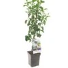 Perenboom (Pyrus Comm. Doyenné Du Comice Patio), In Pot -Plantenverzorgings Winkel peer pyrus comm doyenne du comice patio 1500x1500 623c76ea3548b l