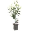 Pruimenboom (Prunus Dom. Opal Patio), In Pot -Plantenverzorgings Winkel pruim prunus dom opal patio 1518x1518 623c76ec849dd l