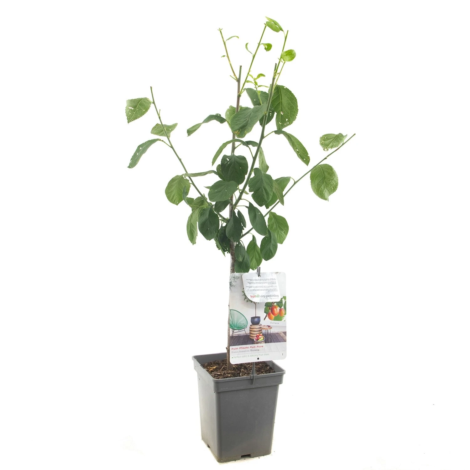 Pruimenboom (Prunus dom. Victoria Patio), in pot Pruimenboom (Prunus Dom. Victoria Patio), In Pot -Plantenverzorgings Winkel pruim prunus dom victoria patio 1500x1500 623c76eeb22b3 l