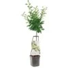 Pruimenboom Wonder Tree Opal -Plantenverzorgings Winkel pruimenboom wonder tree opal 1416x1416 624eccba0296f l