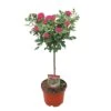 Stamroos 60cm Hoog -Plantenverzorgings Winkel stamroos 60cm hoog 1000x1000 6439441874c1b l