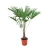 Winterharde Palm 150cm Hoog, In 35cm-pot 1 Winterharde Palm 150cm Hoog, In 35cm-pot -Plantenverzorgings Winkel winterharde palm 150cm hoog in 35cm pot 1000x1000 6255853d235f6 l